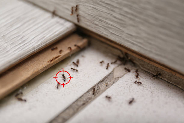 Best Emergency Pest Control  in Mineral Wells, TX