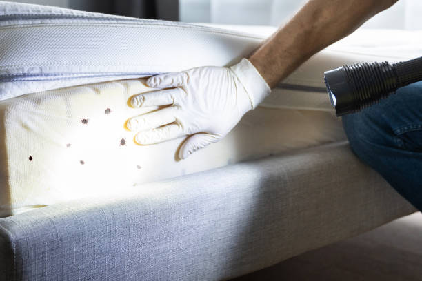 Best Emergency Pest Control  in Mineral Wells, TX