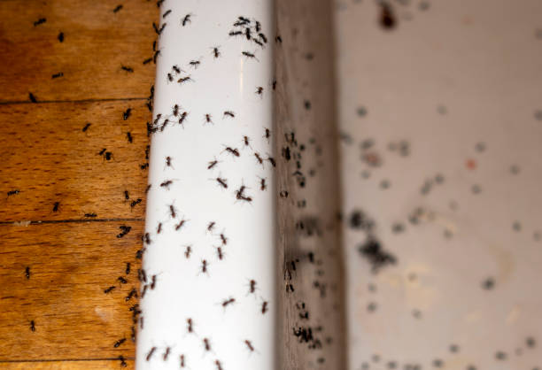  Mineral Wells, TX Pest Control Pros
