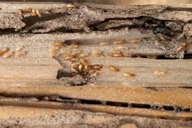 Best Cockroach Control Services  in Mineral Wells, TX